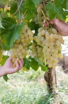 White grspe Stock Photos