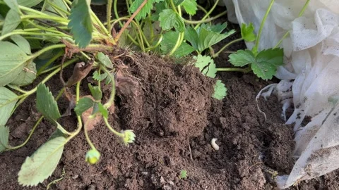 White grub of chafer beetle Stock-Footage 250232996