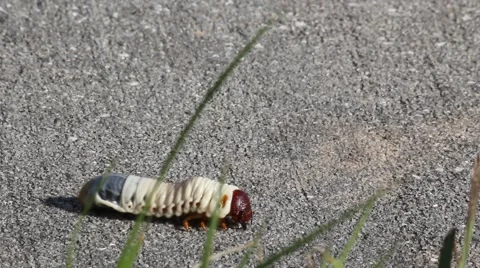 White Grub (Phyllophaga Larvae) Crawling on Cement in Florida Stock Footage 60032411