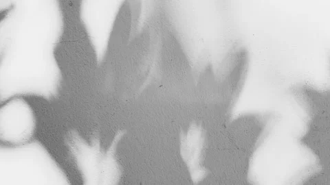 White Grunge Concrete Wall Texture Background with Leaves Shadow on the Surface. Stock Footage 134010886