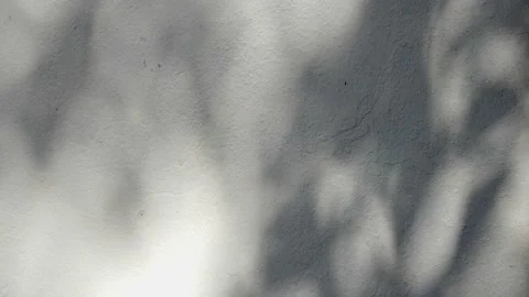 White Grunge Concrete Wall Texture Background with Leaves Shadow on the Surface. Stock Footage 134011006