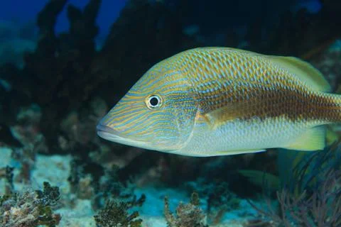 White grunt fish Stock Photos