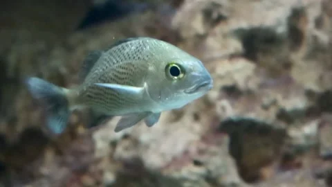 White Grunt Fish on a reef Mexico Stock Footage 224293515