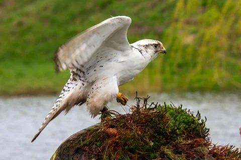 White gryfalcon Stock Photos