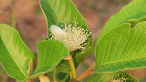 White guava flower in full bloom. Stock Footage 306759571