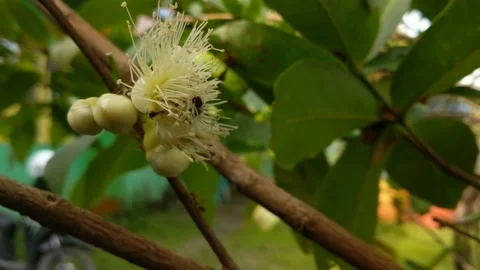 White guava flowers Stock Footage 237370830