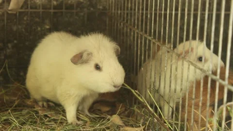White Guinea Pig in a Cage Stock Footage 345459778