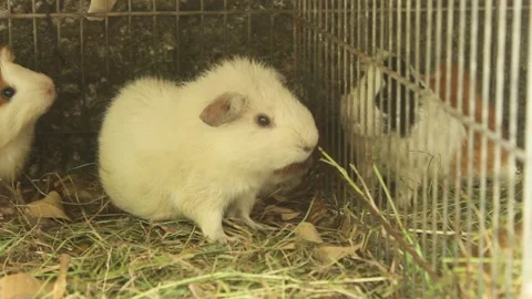 White Guinea Pig in a Cage Stock Footage 345459780