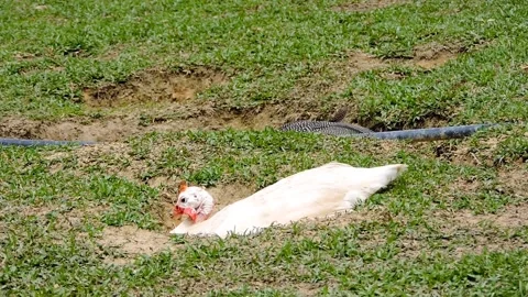 A white guineafowl Video stock 315541104