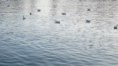 White gull floating on the water. Stock Footage 129814803