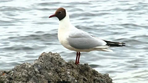 A white gull Stock Footage 128831698