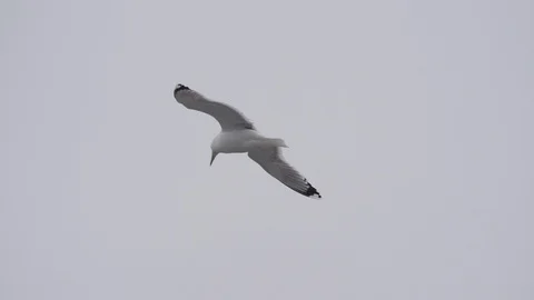 White gull hovers against a cloudy sky background Stock Footage 88433234