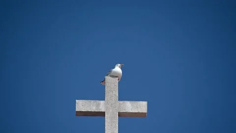 White gull or seagull sitting on top of concrete cross against clear blue sky Stock Footage 163373462