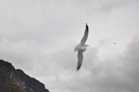 White gull Stock Photos