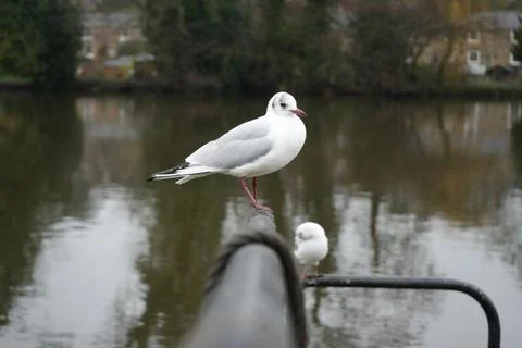 White Gull On Railing By River In Belper, Derbyshire, England. Stock Photos