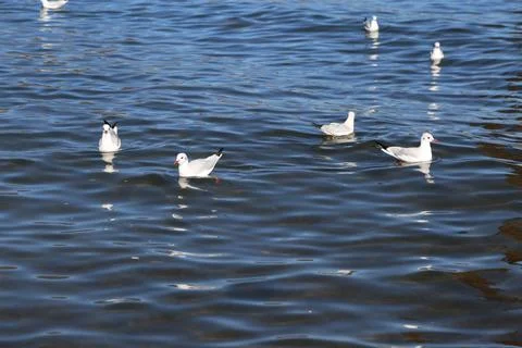 White gulls floating on rippled blue lake water Stockfoto's