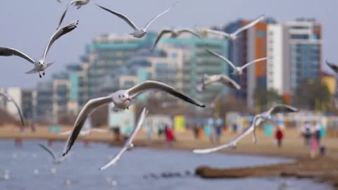 White gulls fly in front of the camera lens. In the background, the silhouette Stock Footage 231804606