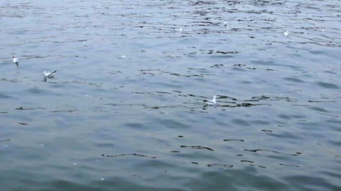 White gulls swim in the waves Stockbeeldmateriaal 100584242