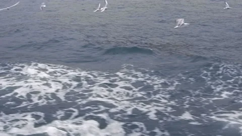 White gulls swim in the waves Vídeo Stock 100584804