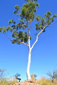 White gum tree Stock Photos