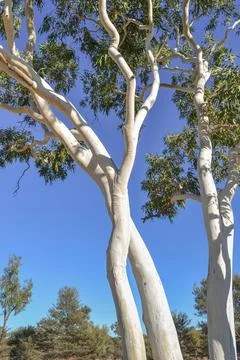 White gum tree in the Red Central desert Stock Photos