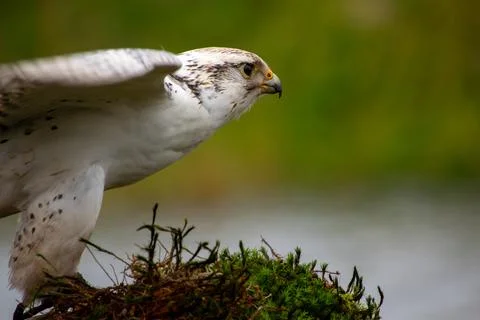 White gyrfalcon Stock Photos