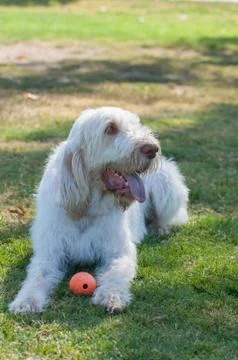 White haired dog panting in the shade. Stock Photos
