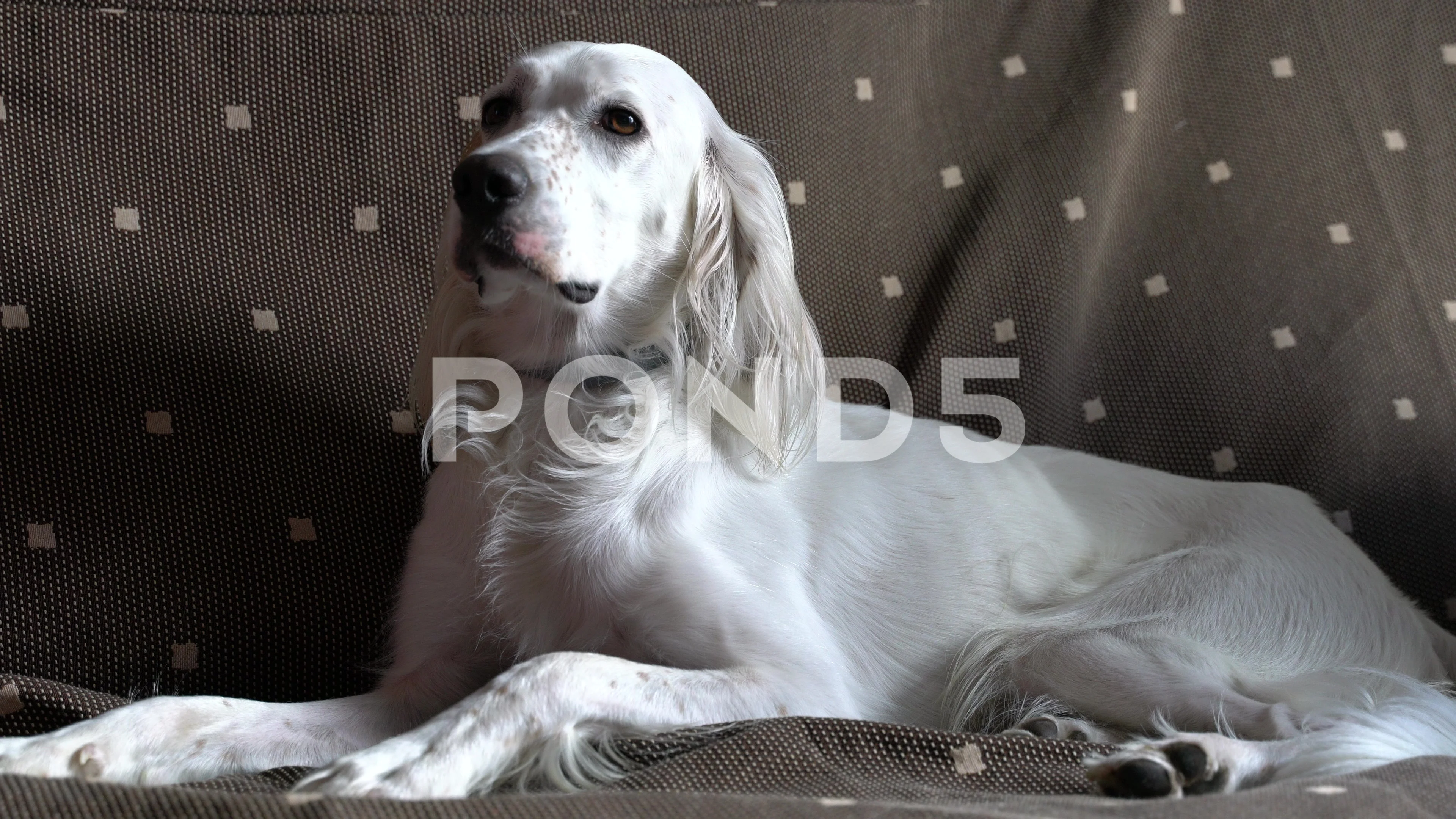 are english setters quiet indoors