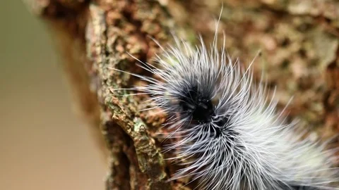 White hairy caterpillar on the tree. Stock Footage 77413686