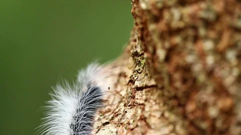 White hairy caterpillar on the tree Stock Footage 77414529