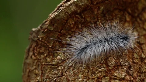 White hairy caterpillar on the tree. Stock Footage 77415111