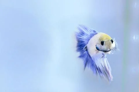 White halfmoon betta fish. The betta fish which is predominantly white, with  Foto stock