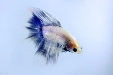 White halfmoon betta fish. The betta fish which is predominantly white, with  Stock Photos