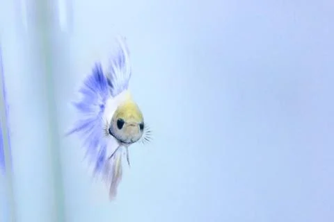 White halfmoon betta fish. The betta fish which is predominantly white, with  Foto stock