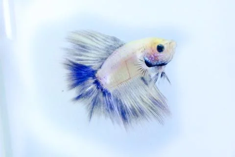 White halfmoon betta fish. The betta fish which is predominantly white, with  Stock Photos