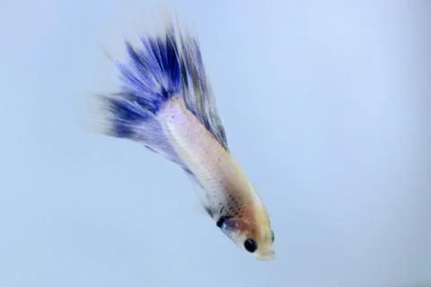 White halfmoon betta fish. The betta fish which is predominantly white, with  Stock Photos