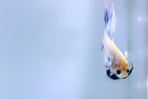 White halfmoon betta fish. The betta fish which is predominantly white, with  Foto stock