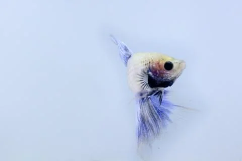 White halfmoon betta fish. The betta fish which is predominantly white, with  Stock Photos