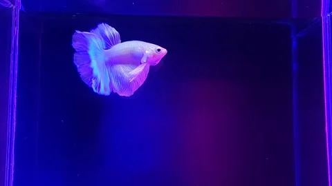 White Halfmoon Betta Fish 動画素材 196270664
