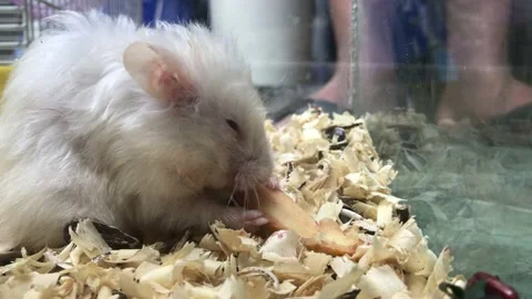 A white hamster eating bread Stock Footage 140136957