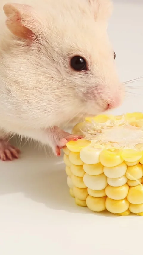 White hamster eating corn cob on light background macro clip Stock Footage 323287302