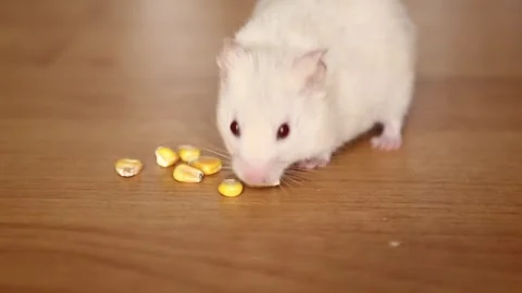 A white hamster eats corn. The rodent is making food supplies. Video stock 244812485