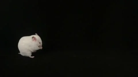 White hamster Stock Footage 108496001