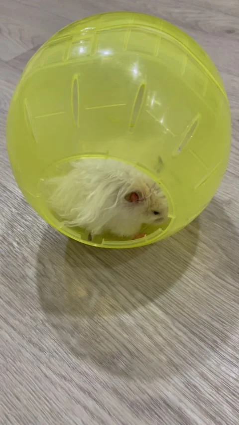 White hamster gets out of yellow plastic ball on the grey floor background Stock Footage 194136954