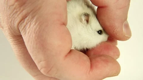 White hamster held in hands with slight head movements Stock Footage 322149125