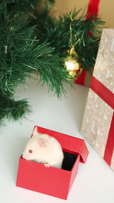 White hamster opens the lid of a gift box near the Christmas tree Stock Footage 253602183