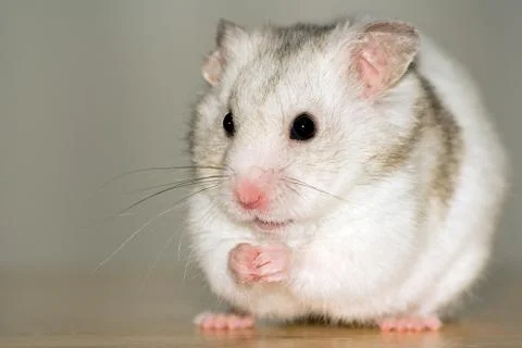 White hamster Stock Photos