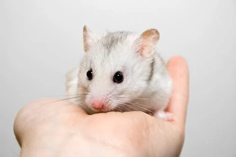 White hamster Stock Photos