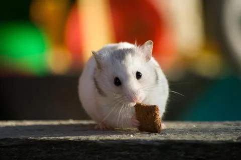 White hamster Stock Photos