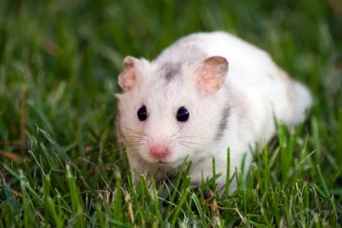 White hamster 스톡 사진